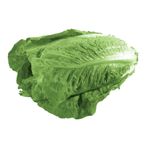 Lechuga-Criolla-X-1-Kg-_1